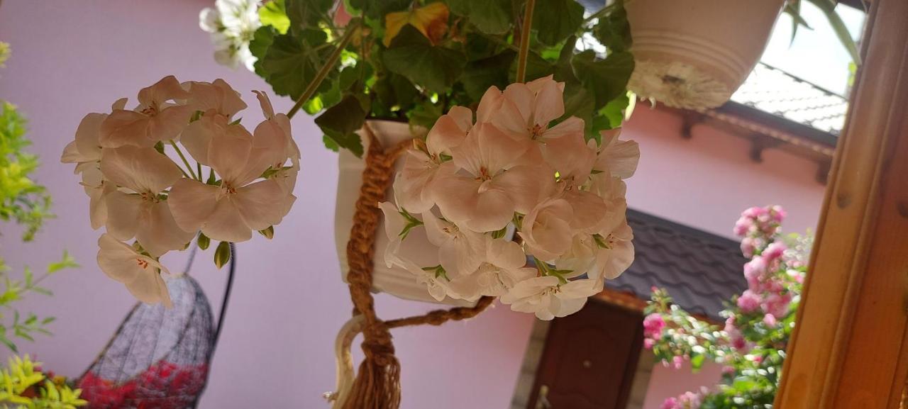 Pensiunea Happy Flowers Greci Екстериор снимка