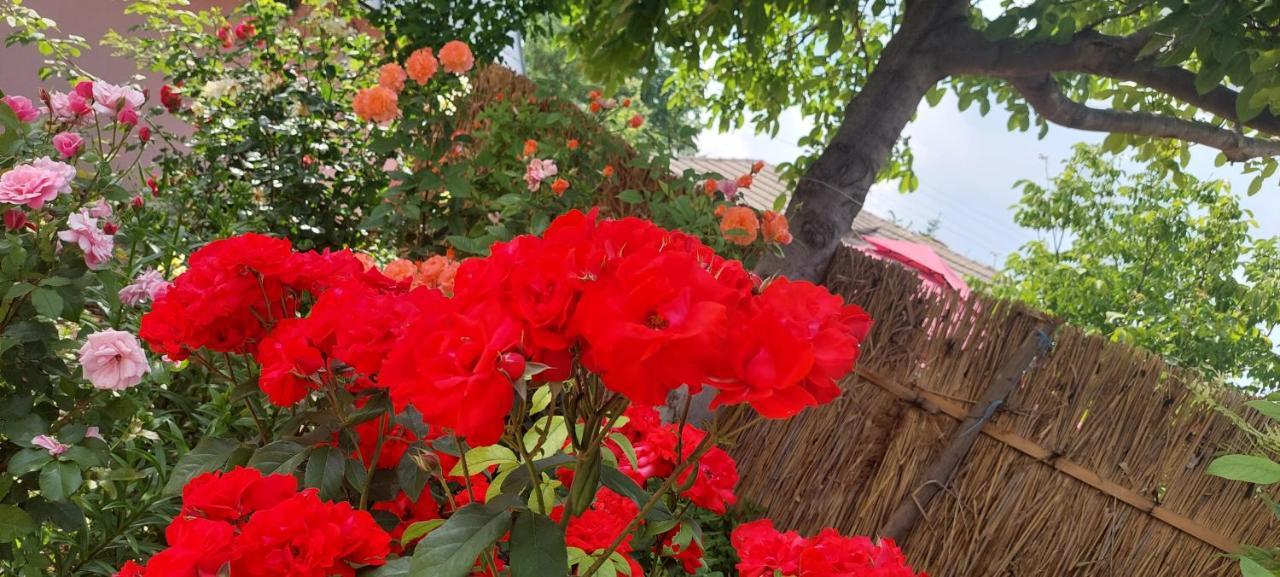 Pensiunea Happy Flowers Greci Екстериор снимка