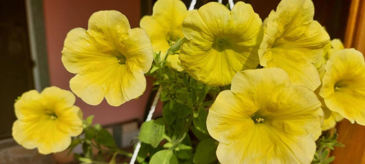 Pensiunea Happy Flowers Greci Екстериор снимка